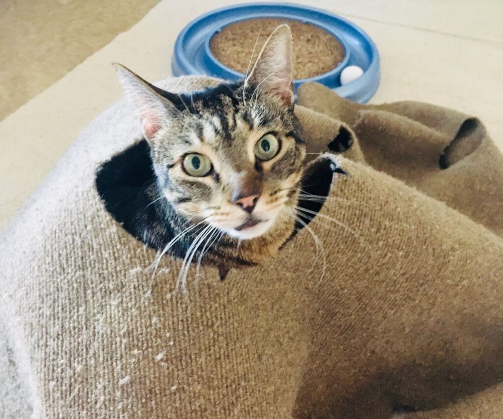 cat popping head out of ripple rug enrichment jess caticles