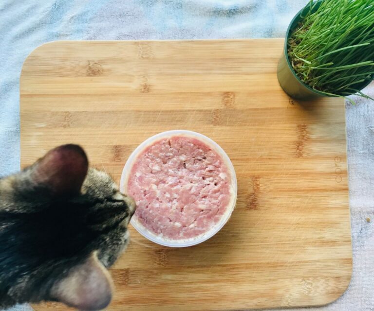 cat and raw food