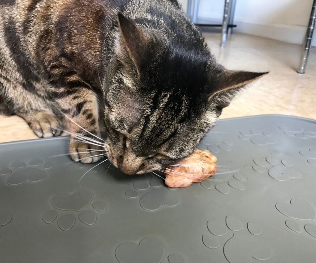 cat eating day old chick whole prey feeding jess caticles