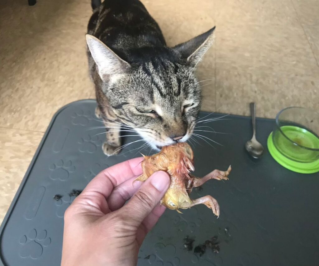 cat eating day old chick whole prey jess caticles