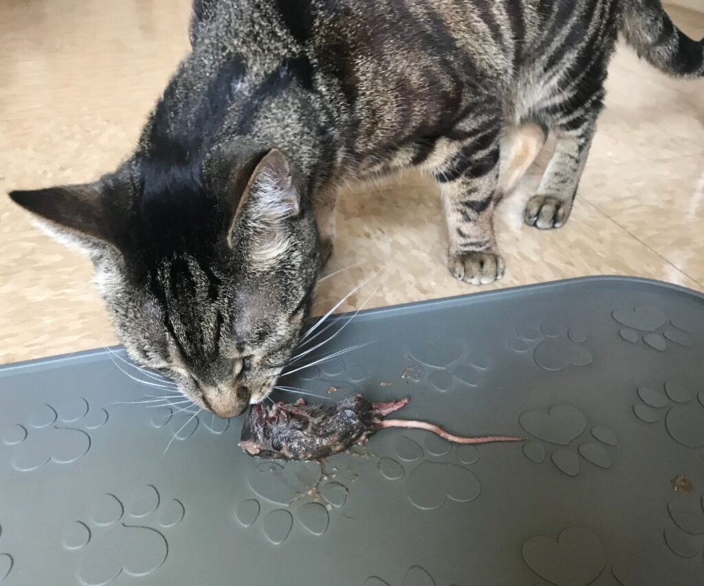 cat sniffing whole prey mouse jess caticles