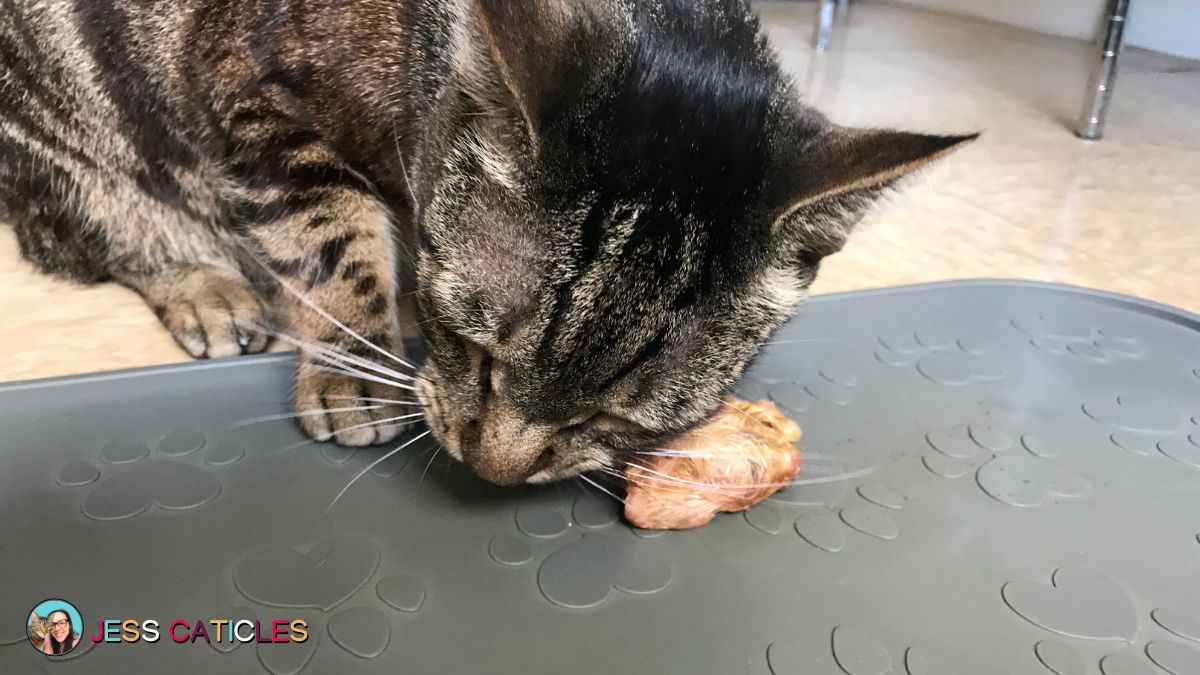 feeding whole prey to cats jess caticles