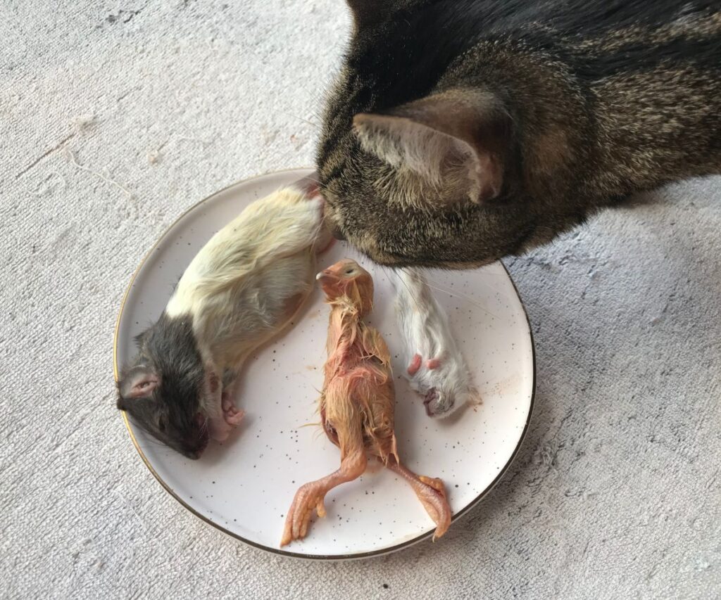 whole prey feeding for cats rat mouse day old chick jess caticles