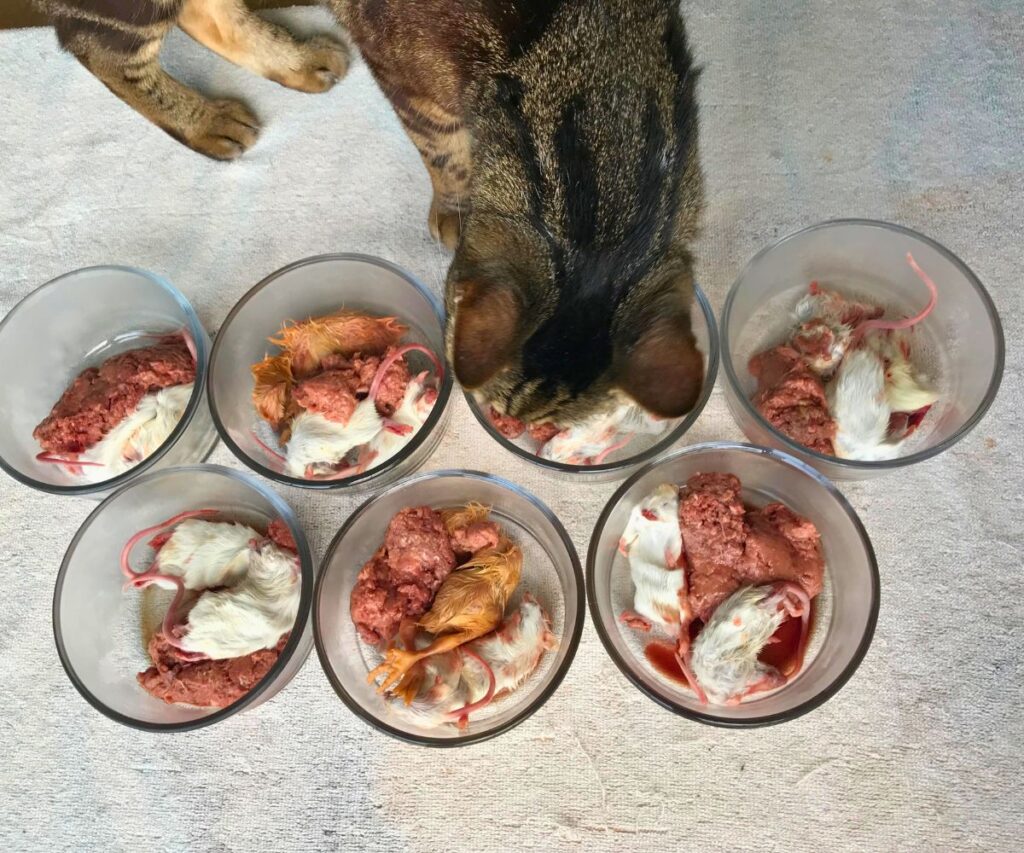 whole prey raw diet meal prep for cats jess caticles