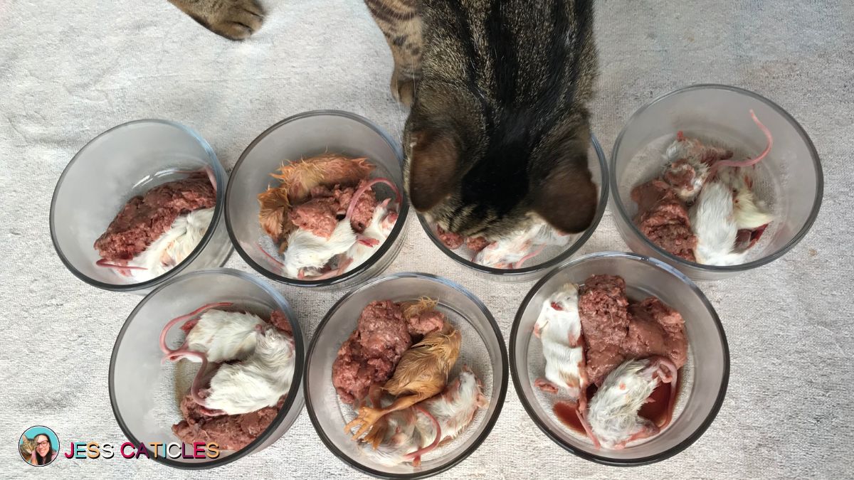 important pros and cons of feeding whole prey to cats