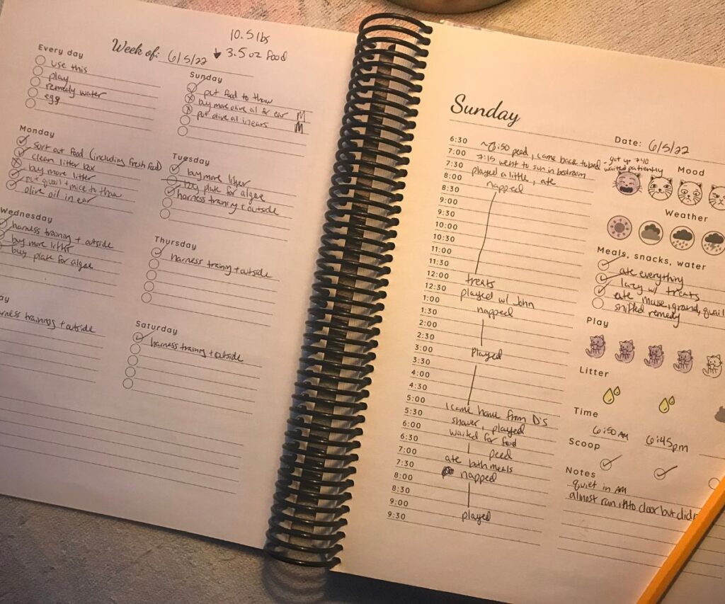 jericho's journal original notebook pages jess caticles