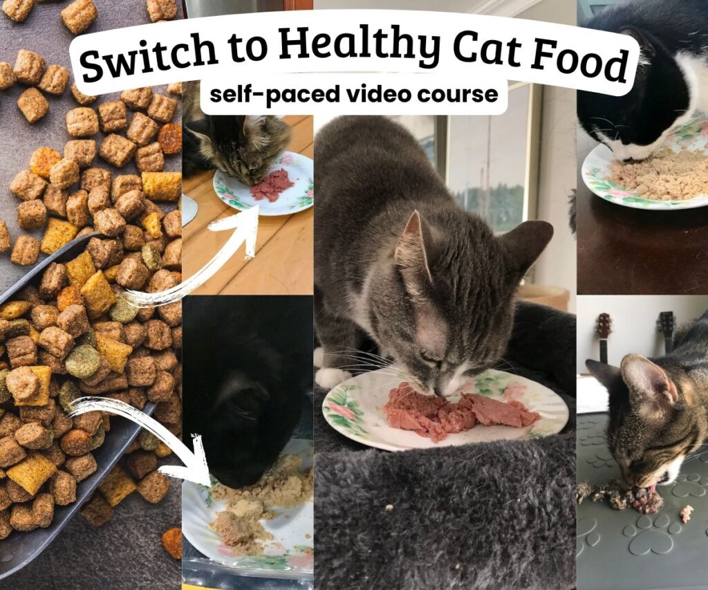 switch cat food to wet or raw jess caticles (1)