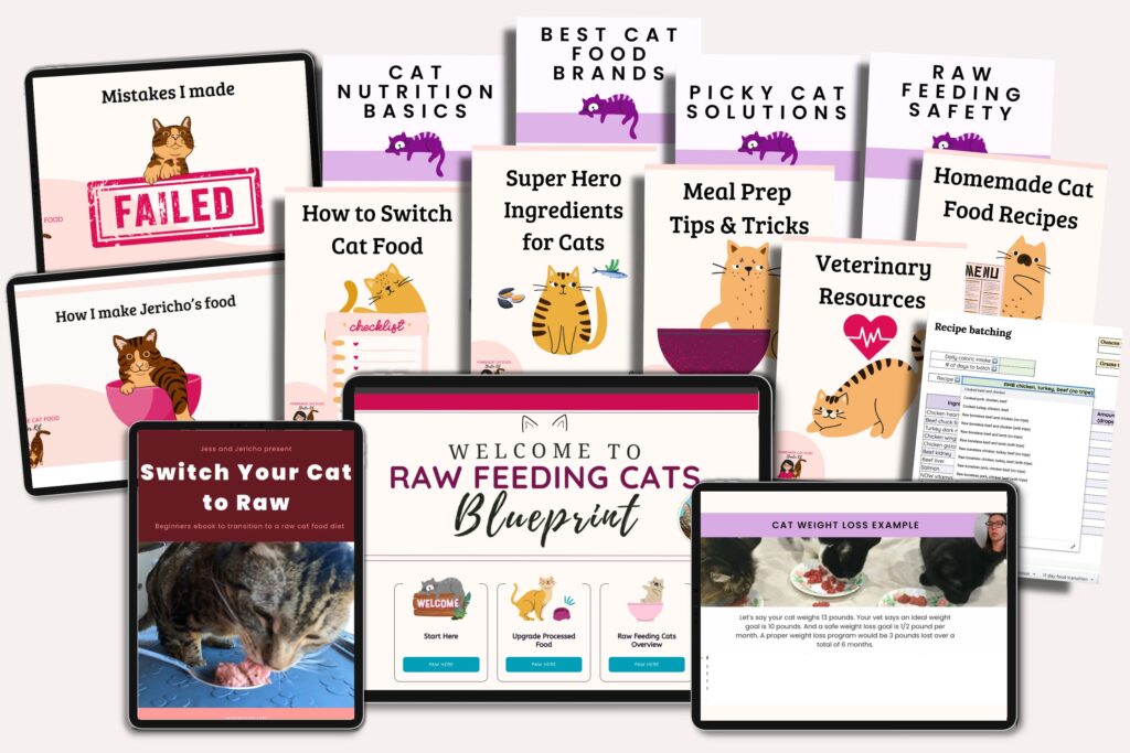 raw feeding cats recipes blueprint video course