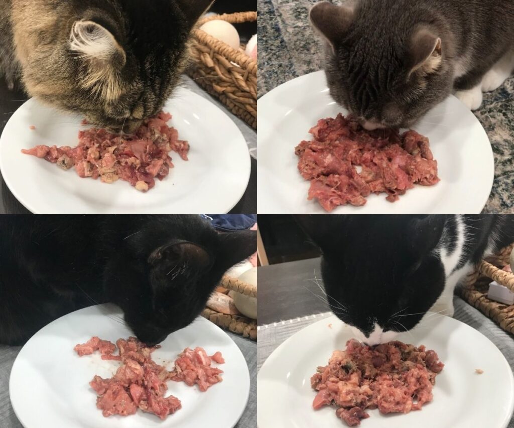cats eating diy raw boneless recipes jess caticles