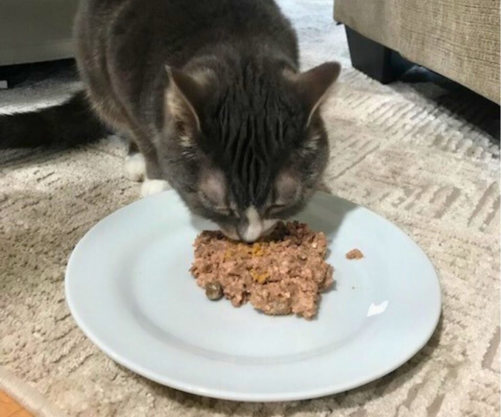gracie eating cooked cat food jess caticles