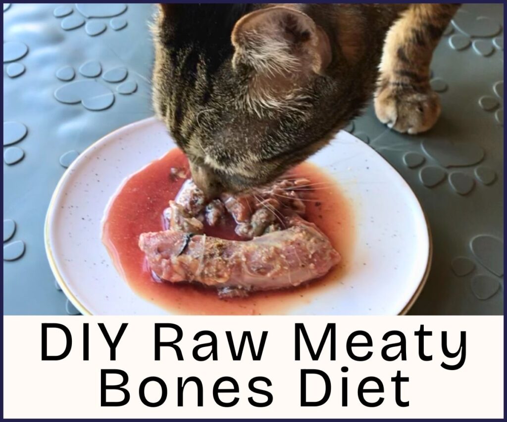 how to raw feed your cat meaty bones recipes jess caticles