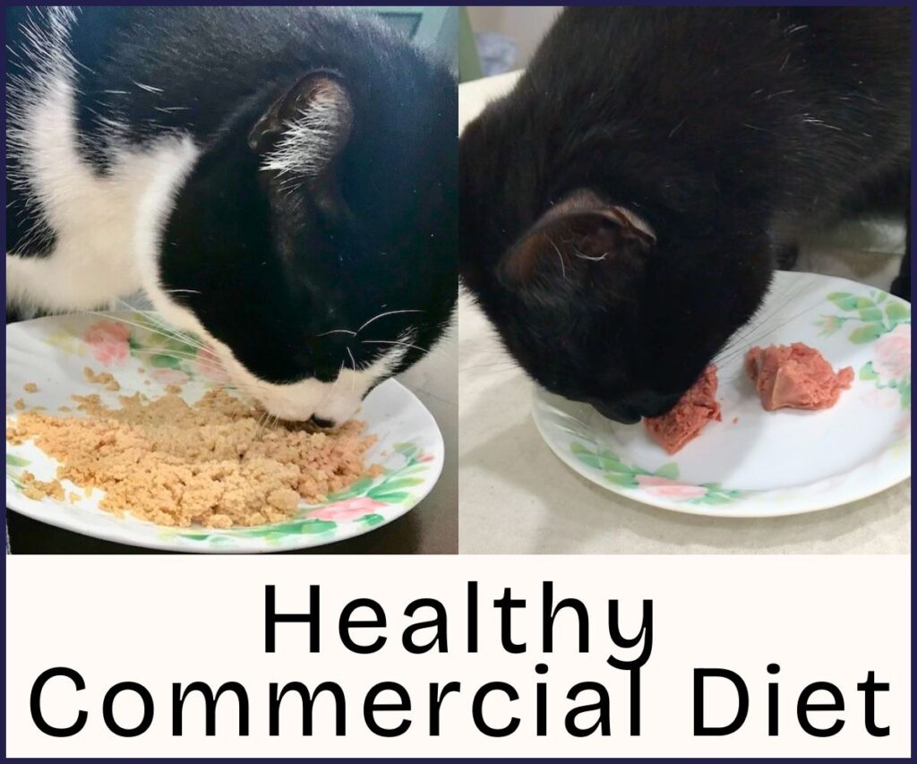 how to switch from kibble to healthy wet food jess caticles