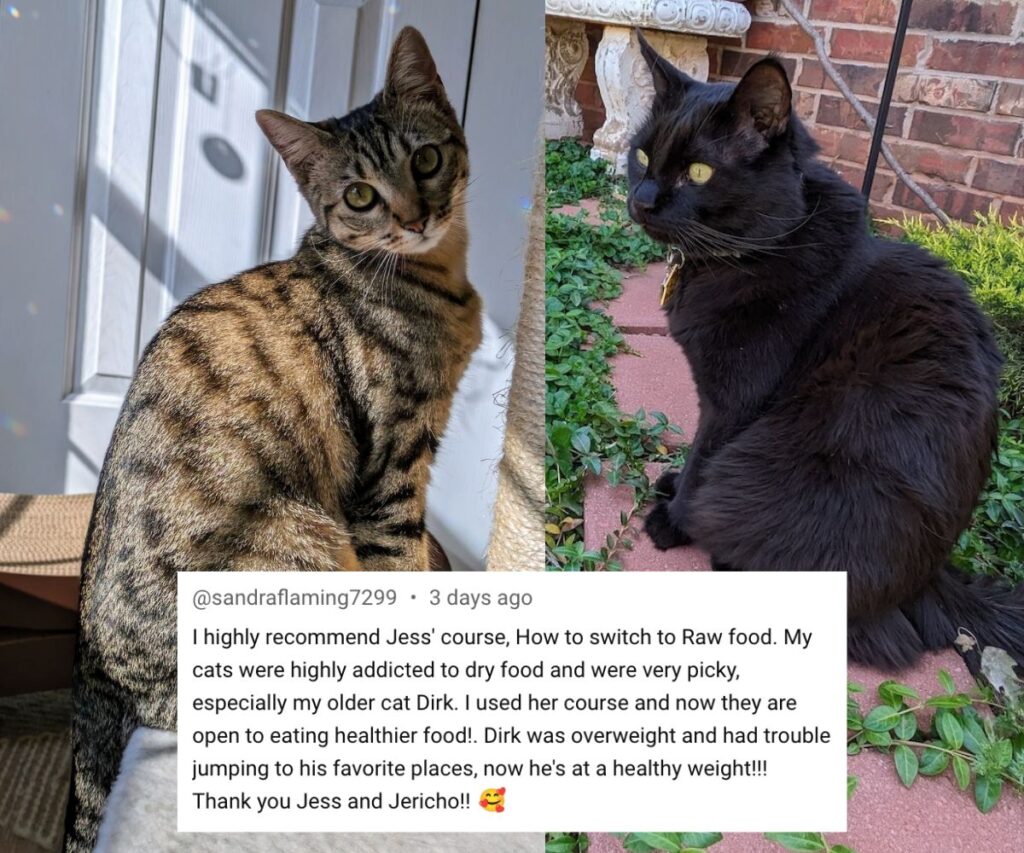 sandra dirk avery kibble addicted cats eating home cooked