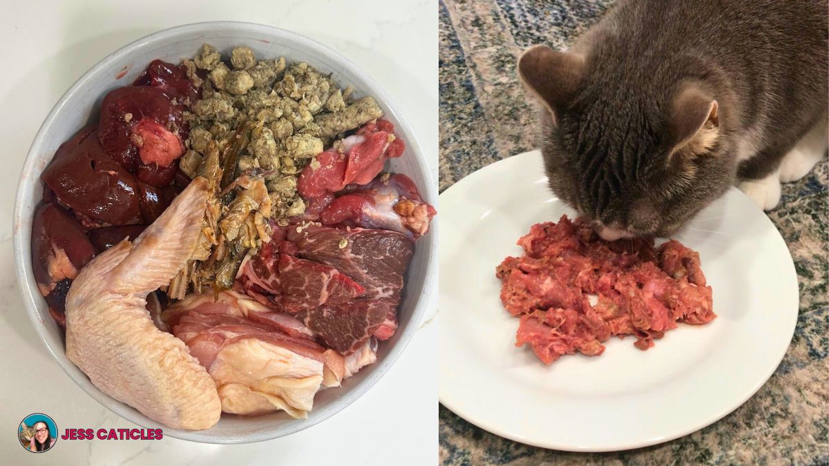 Best raw cat food ingredients for easy homemade recipes