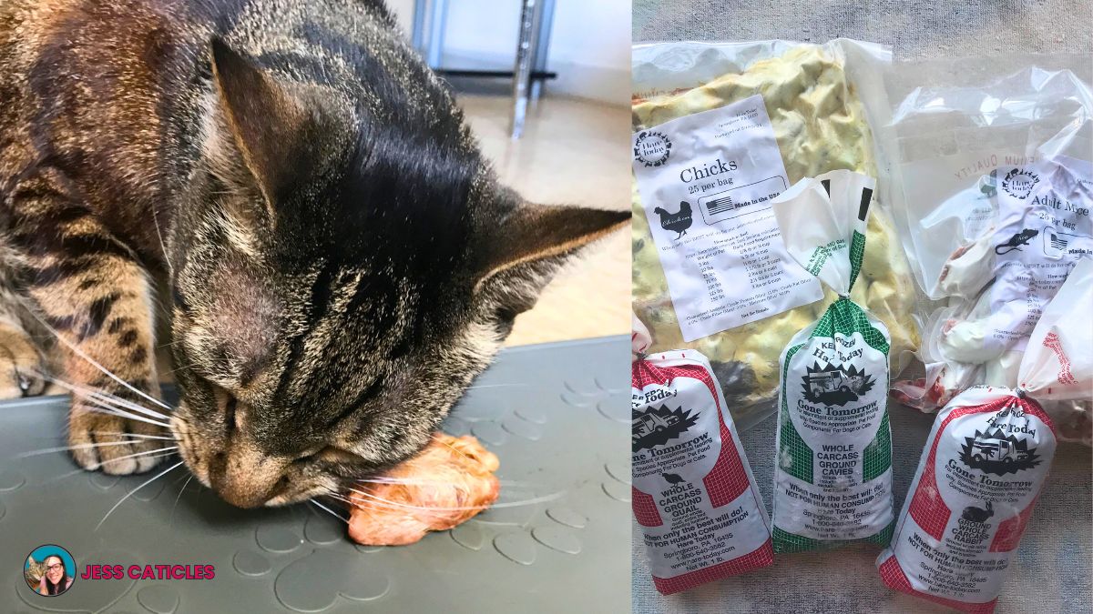 Jericho’s raw cat food and whole prey diet plan