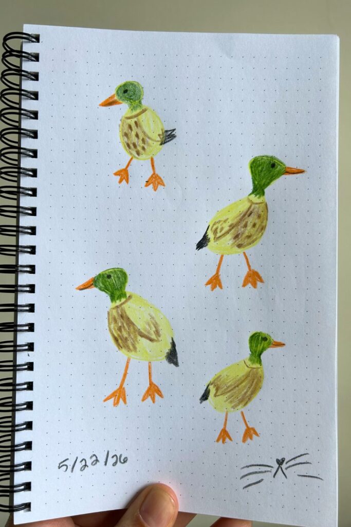 ducks colored pencil drawing fun things to draw jess and jericho caticles.com