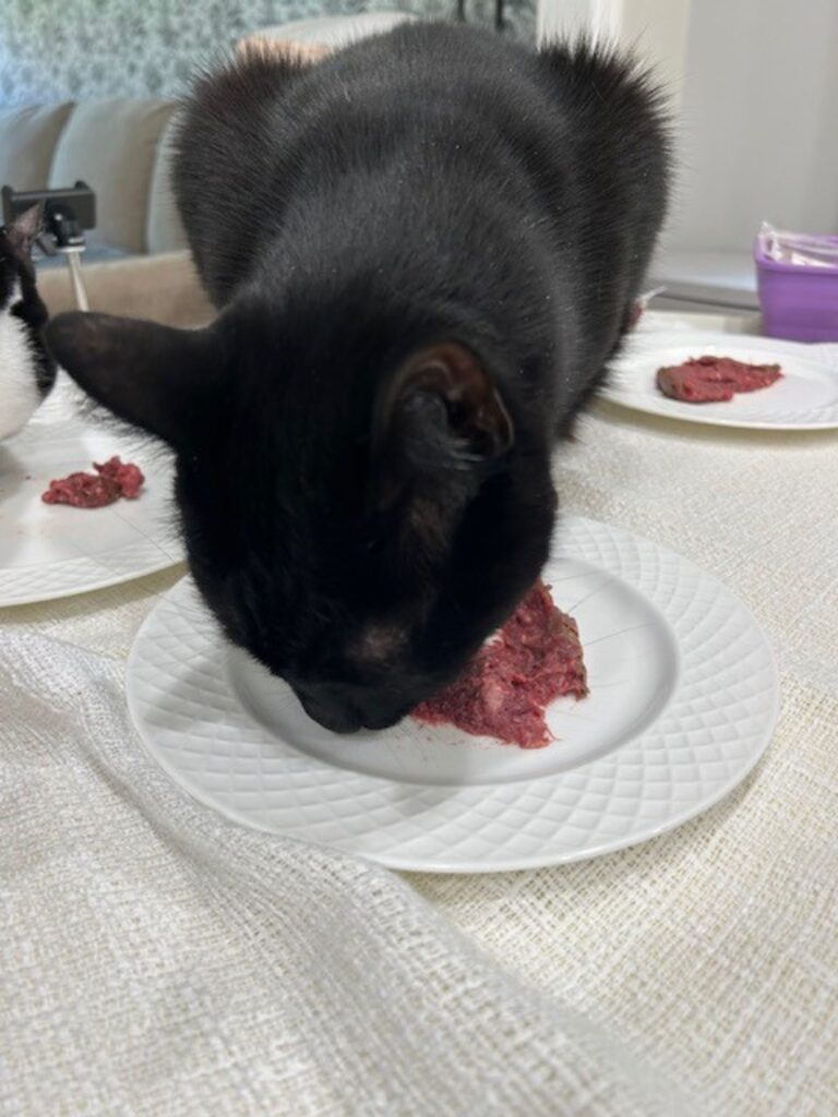 ash eating viva raw cat food jess caticles