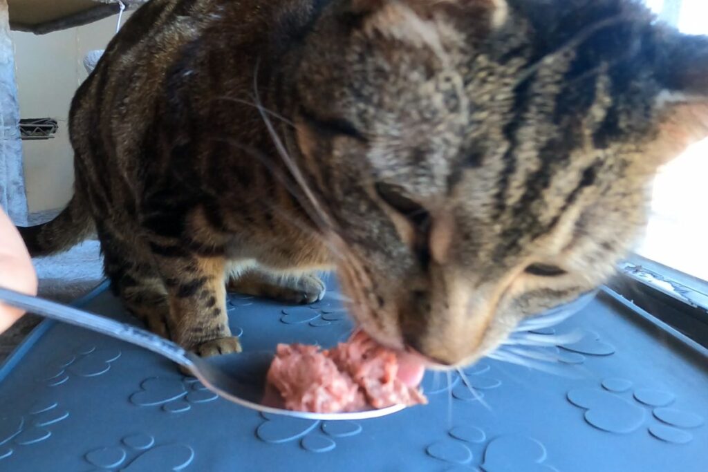 jericho eating raw food jess caticles