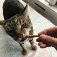 jericho grabbing a minnow treat jess caticles