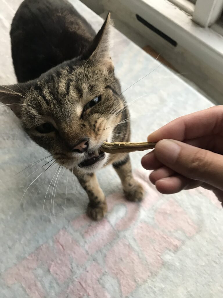jericho grabbing and pulling minnow treat