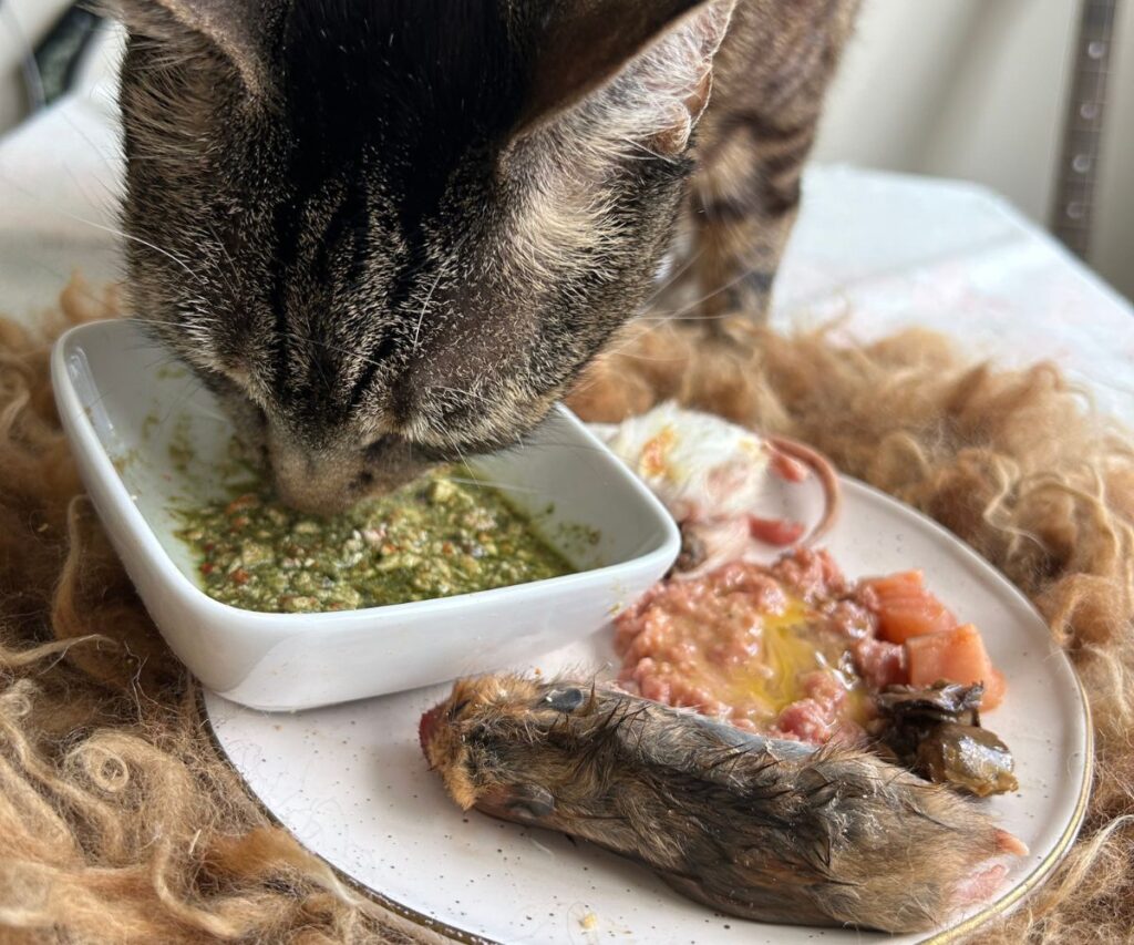 jericho raw and whole prey diet plan jess caticles