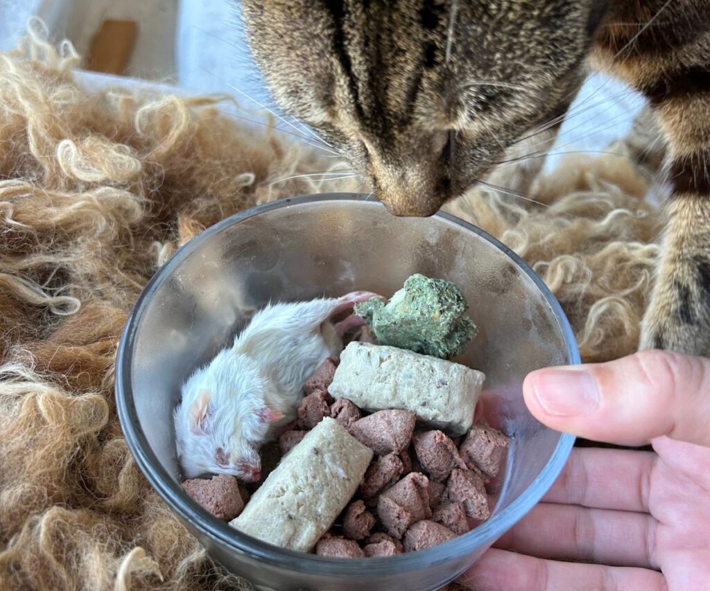 jerichos raw and whole prey diy diet plan dish jess caticles