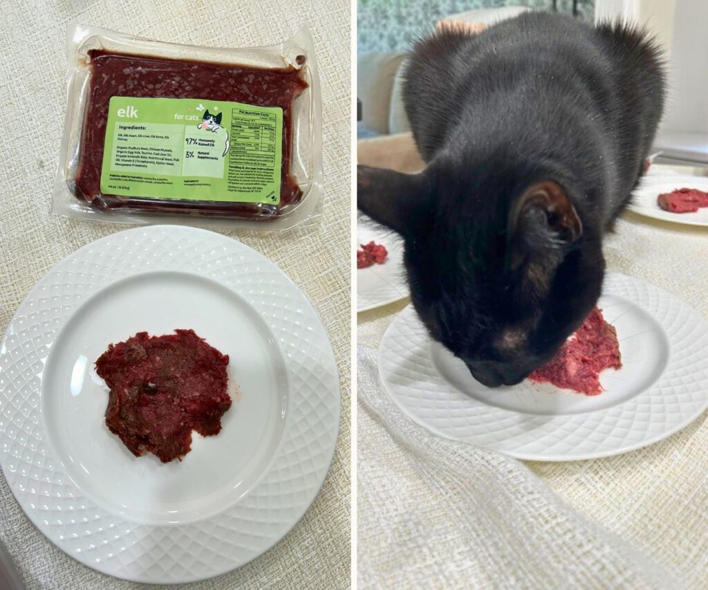 viva raw cat food ash cat eating raw jess caticles