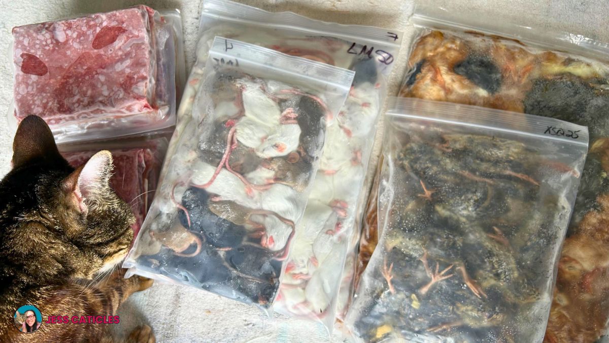 Raw and whole prey cat food restock haul jess caticles