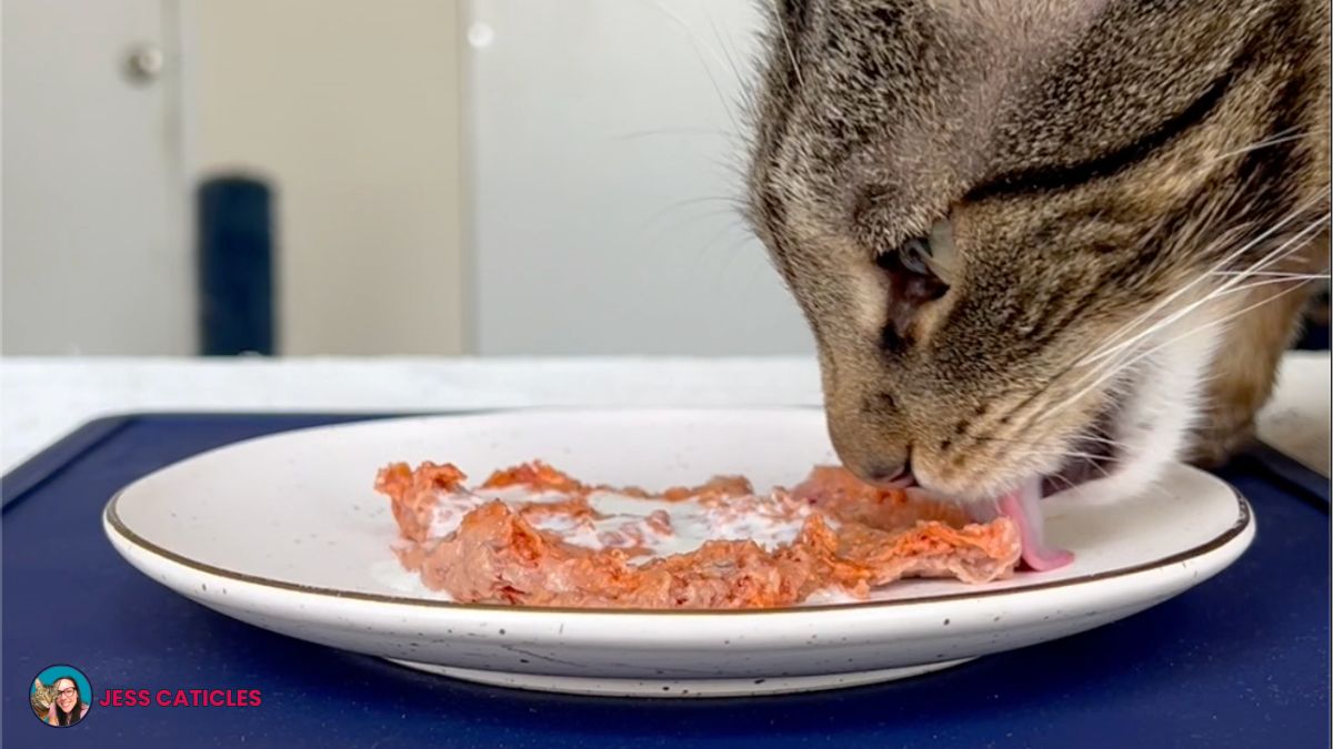 cat eating raw not being picky about food jess caticles
