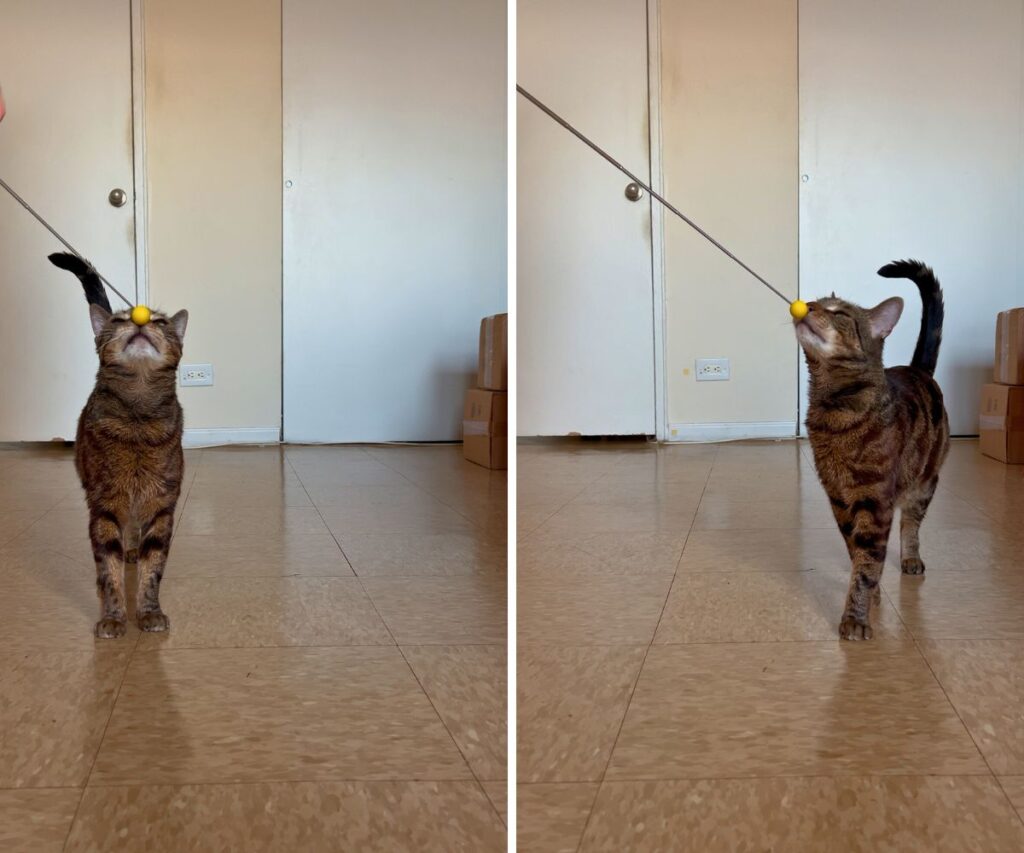 clicker training cat jericho touching nose to target stick jess caticles