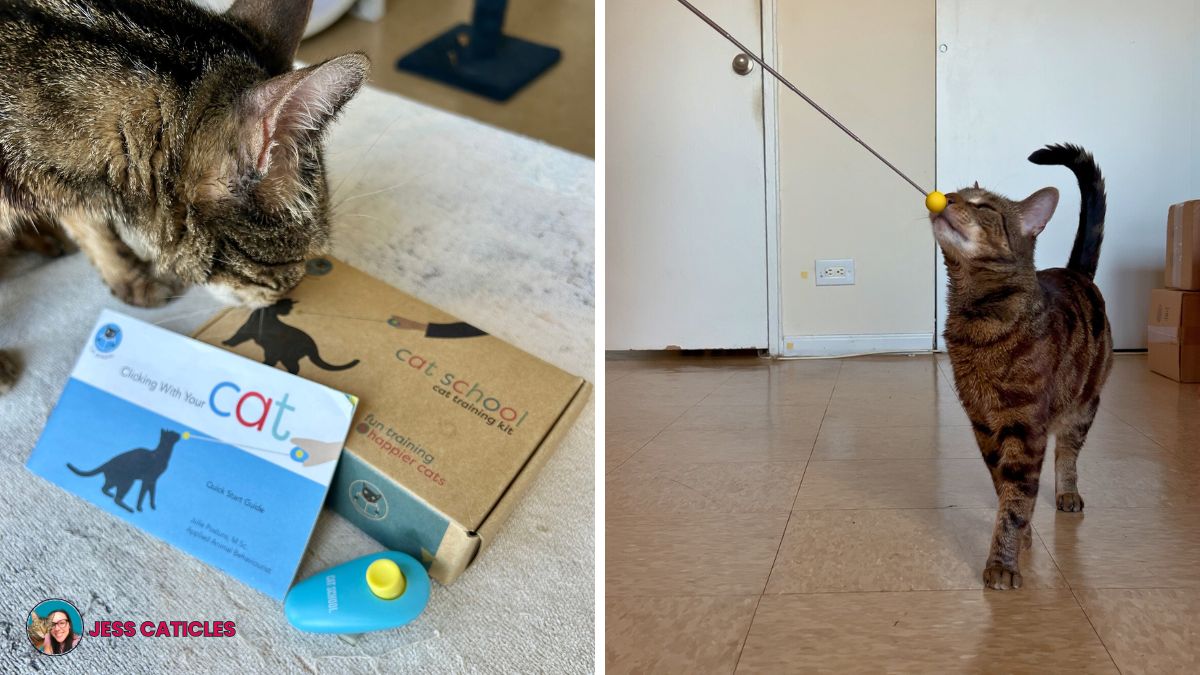 clicker training cats cat school kit jess caticles