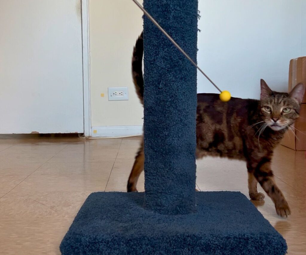 clicker training cats jericho circling object jess caticles