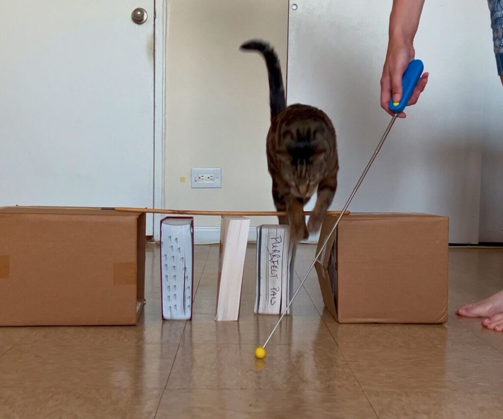 clicker training cats jericho jumping over obstacle jess caticles
