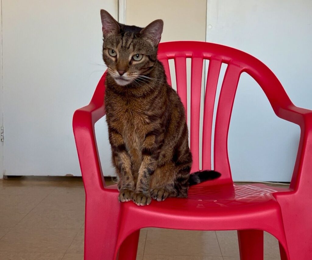 clicker training cats jericho sitting on chair jess caticles