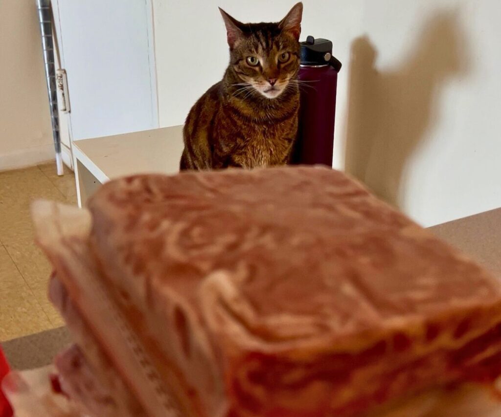 jericho peeking over stack of viva raw jess caticles