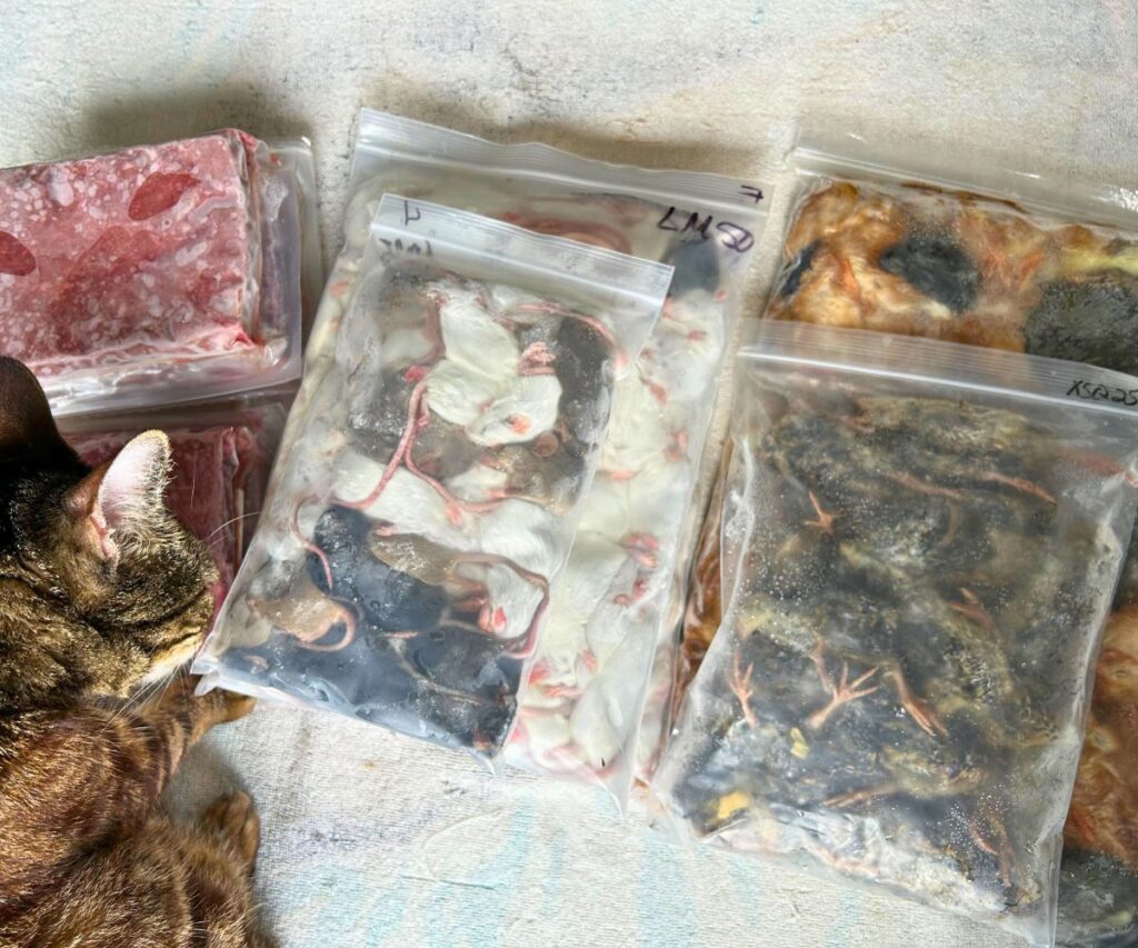 raw and whole prey freezer restock cat food haul jess caticles