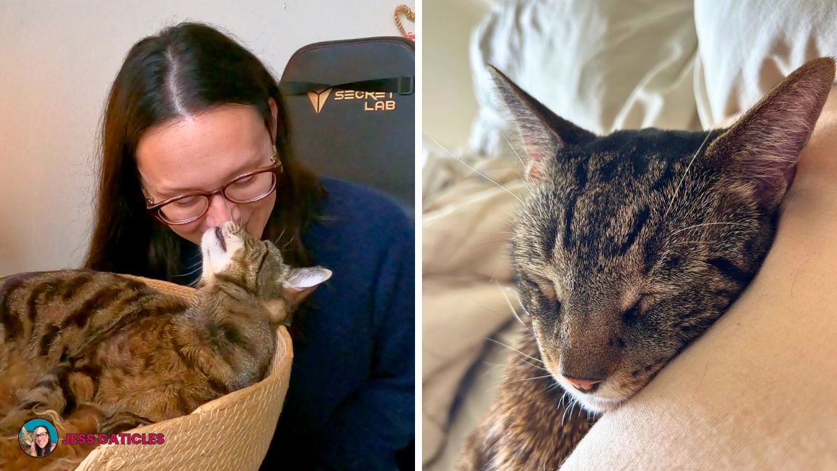single cat happiness jess caticles