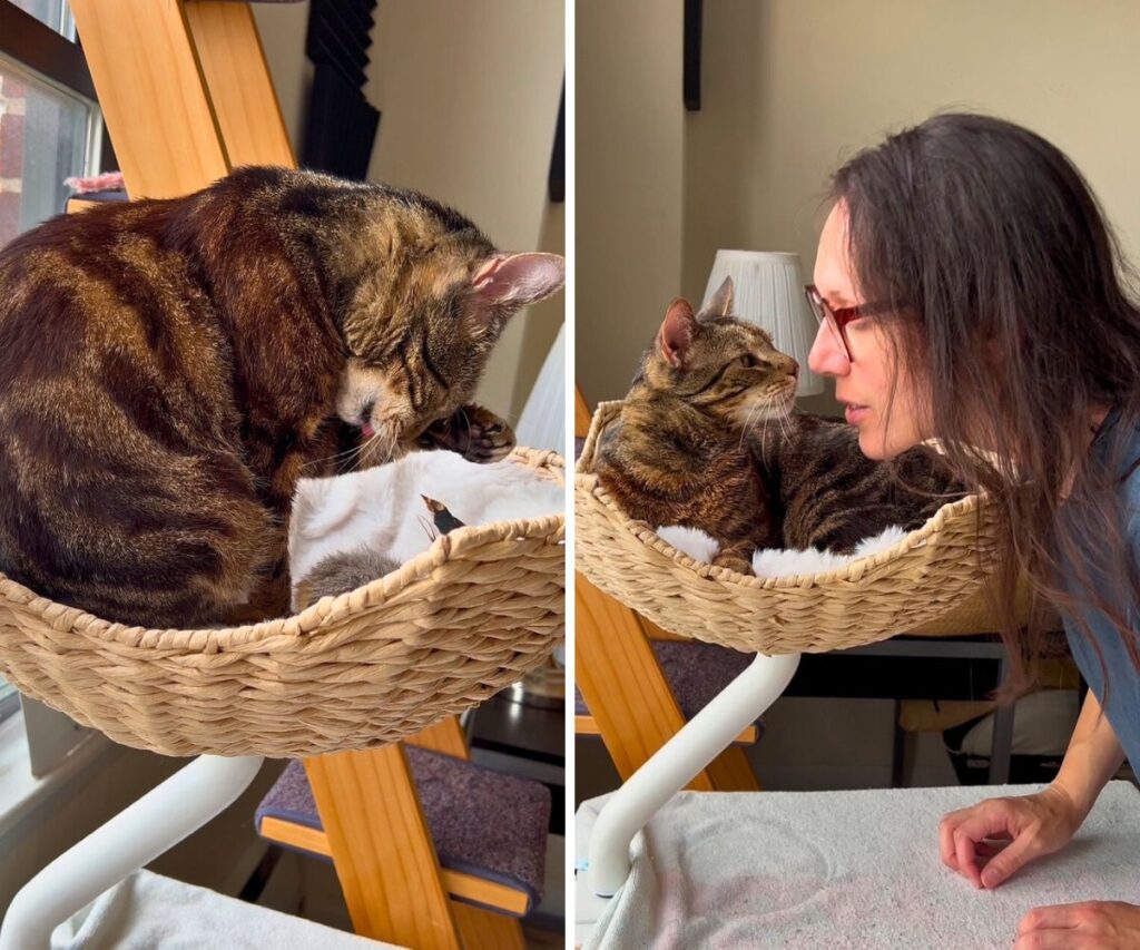 ergo purrch cat tree jess caticles