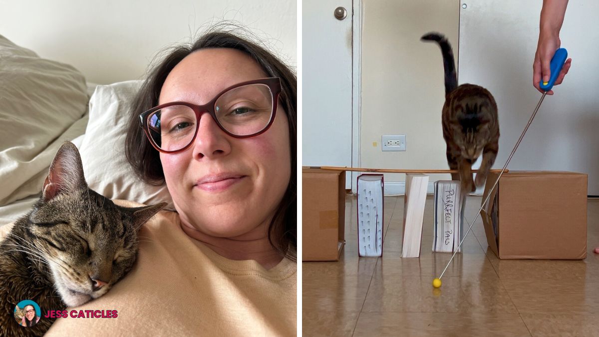 My evening enrichment routine with a single cat
