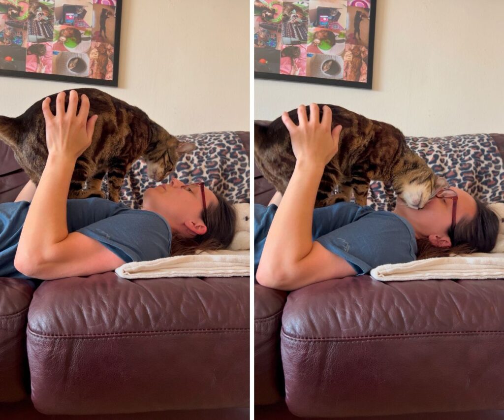 jericho cuddling and boops on the couch jess caticles