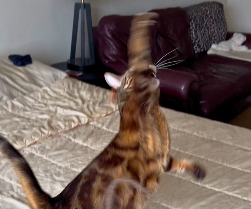 jericho jumping while playing jess caticles