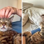 jess and jericho cat cuddling adopting only one cat jess caticles