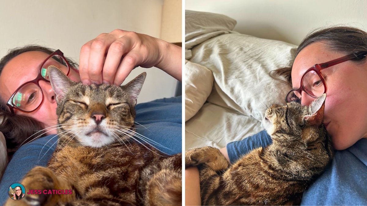 jess and jericho cat cuddling adopting only one cat jess caticles