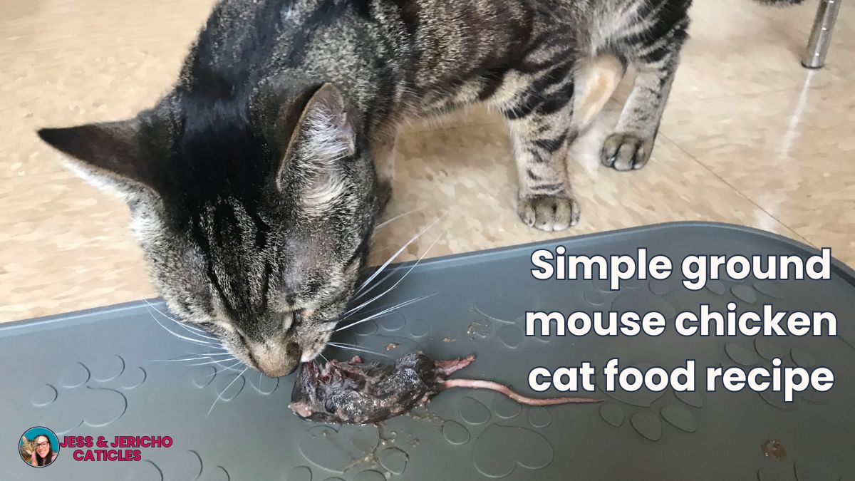 Best mouse cat food recipe (complete & balanced) jess caticles