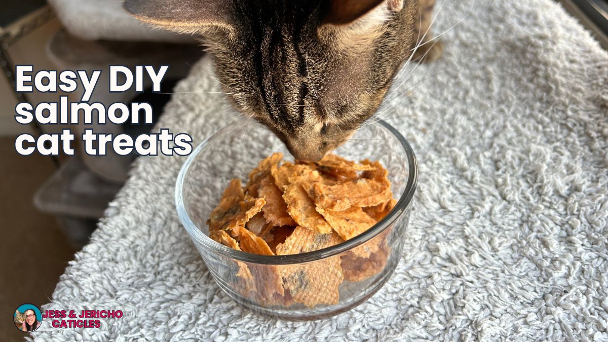 Easy homemade salmon cat treats recipe (no flour) jess caticles