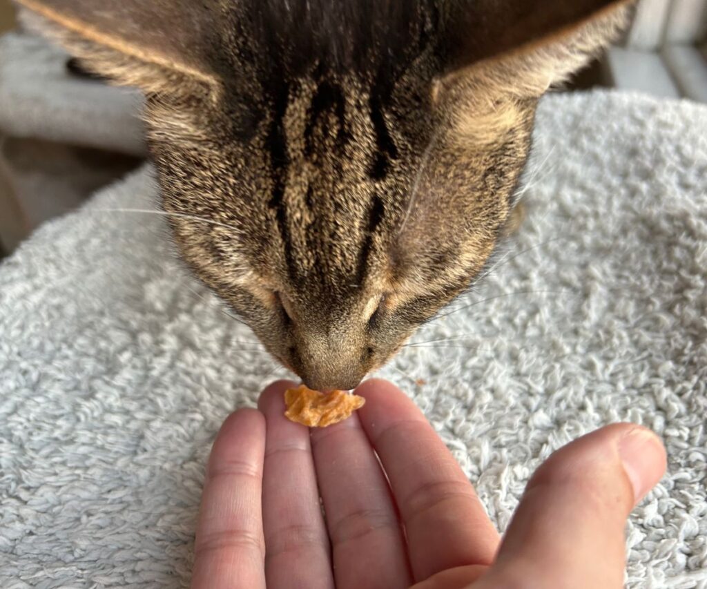easy homemade salmon treats for cats jess caticles