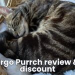 best cat perch for apartment ergo purrch review jess caticles
