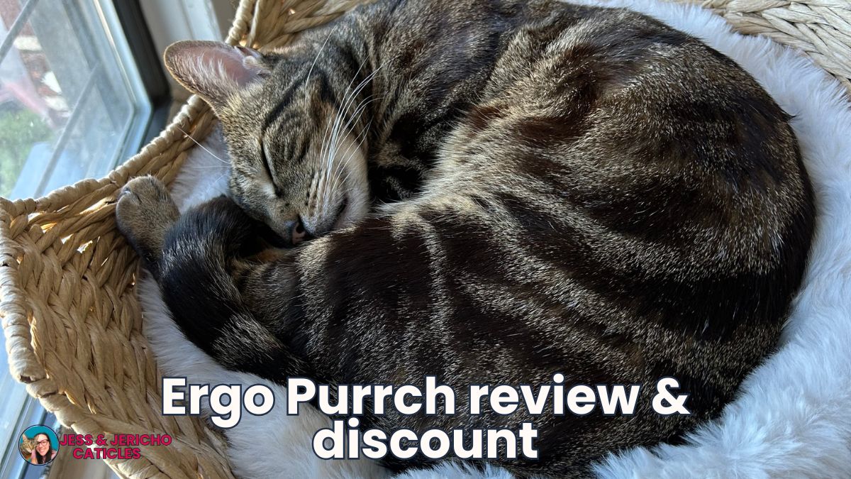 best cat perch for apartment ergo purrch review jess caticles