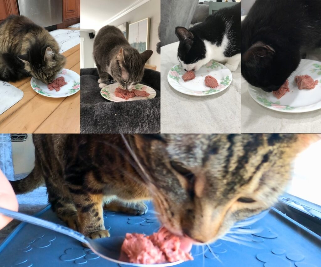collage of cats eating raw