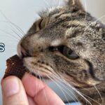easy beef cat treats recipe jess caticles